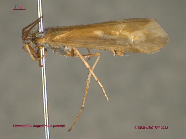 Photo of Limnephilus hageni by Spencer Entomological Museum